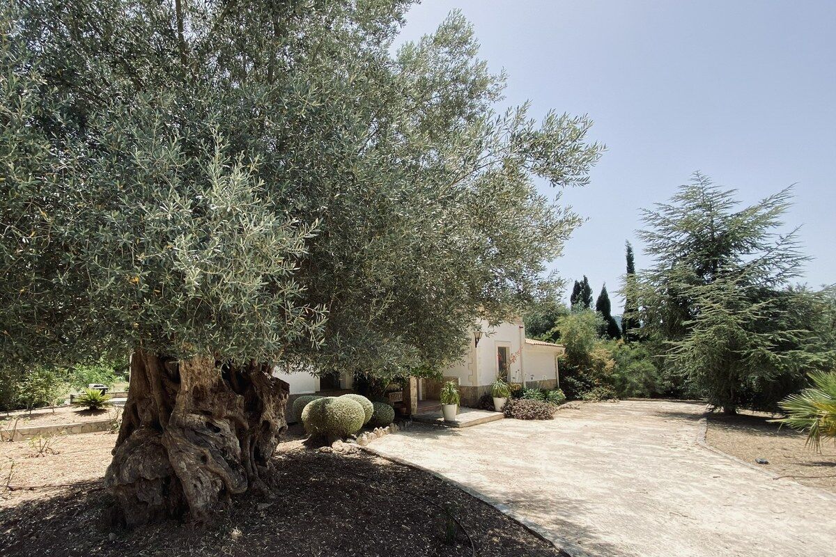 An old olive tree in front of a Mallorcan house